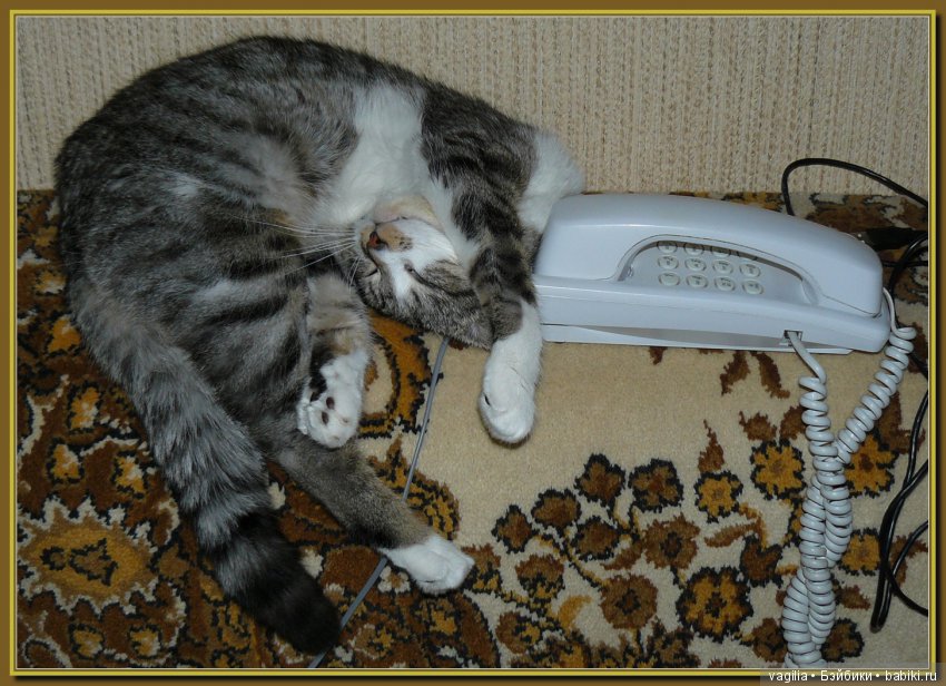 Бой был страшный — В мире животных: смешные фото питомцев и зверей