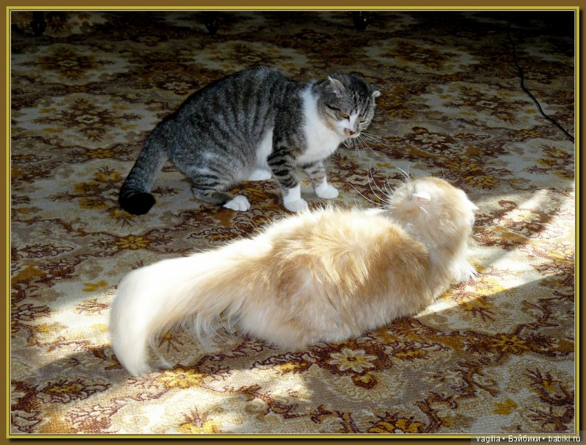 Бой был страшный — В мире животных: смешные фото питомцев и зверей