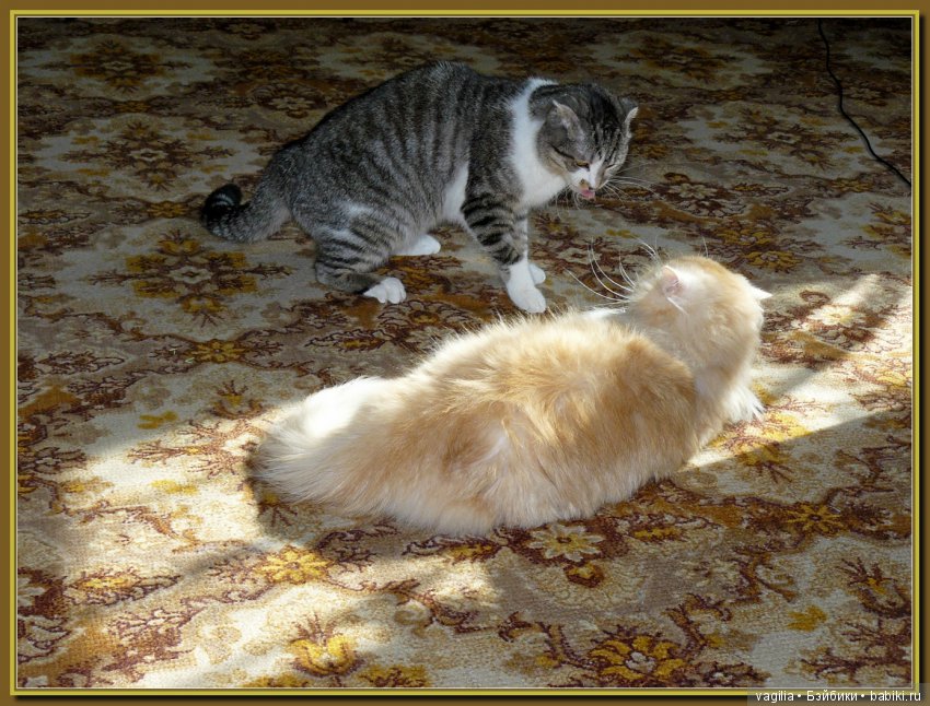 Бой был страшный — В мире животных: смешные фото питомцев и зверей