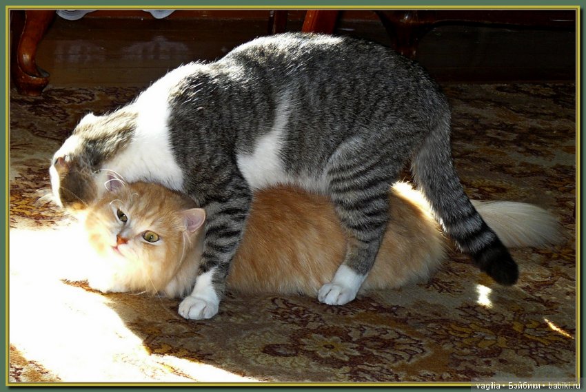 Бой был страшный — В мире животных: смешные фото питомцев и зверей (фото 4)