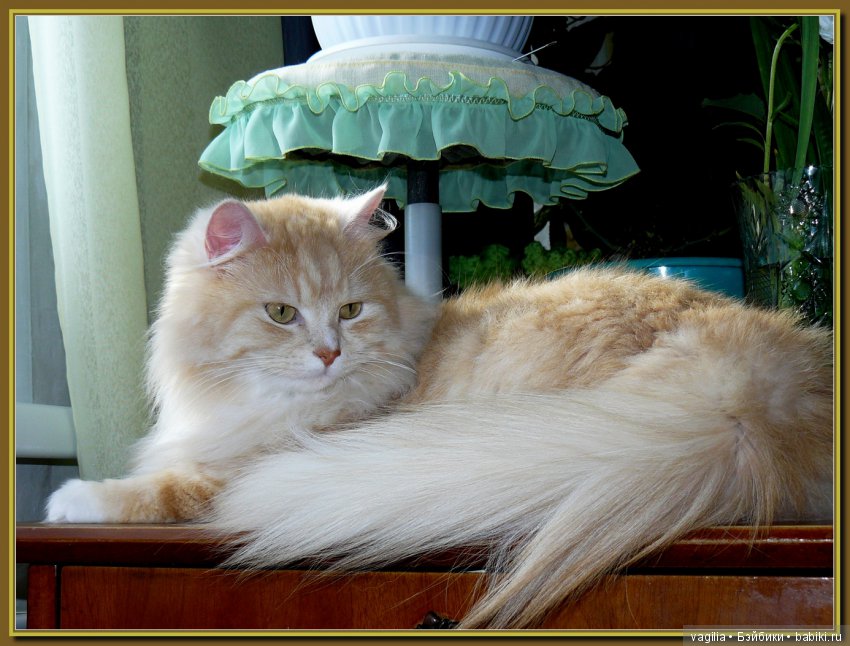 Бой был страшный — В мире животных: смешные фото питомцев и зверей