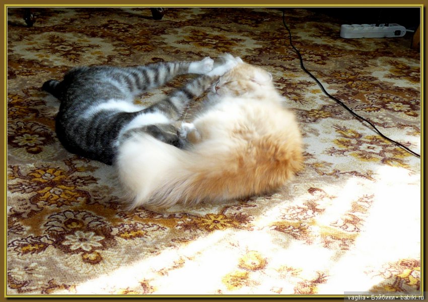 Бой был страшный — В мире животных: смешные фото питомцев и зверей (фото 9)