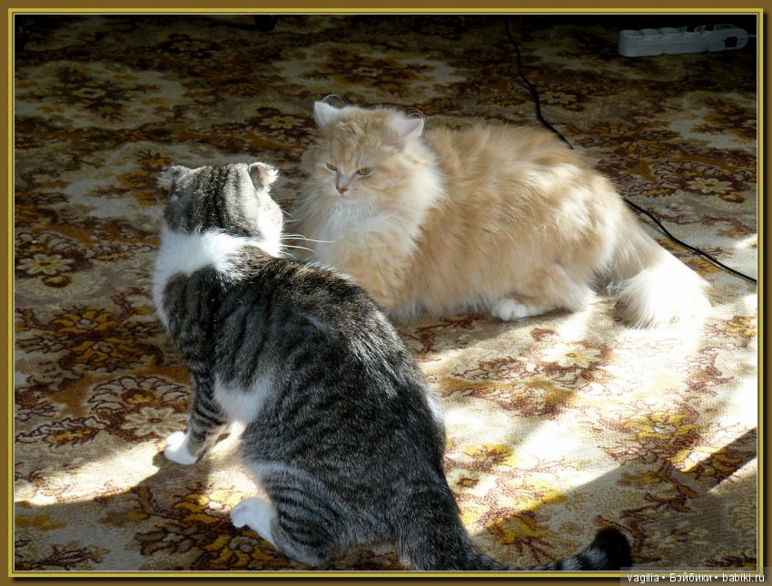 Бой был страшный — В мире животных: смешные фото питомцев и зверей (фото 8)