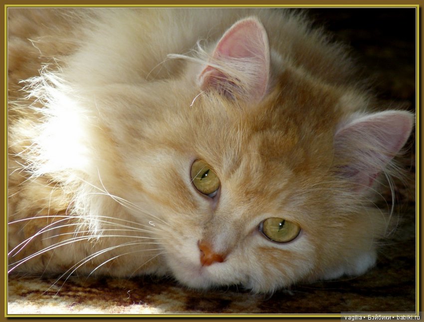 Бой был страшный — В мире животных: смешные фото питомцев и зверей