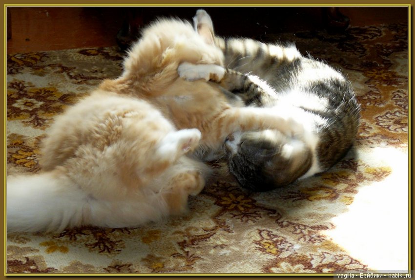 Бой был страшный — В мире животных: смешные фото питомцев и зверей