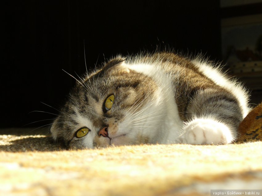 Бой был страшный — В мире животных: смешные фото питомцев и зверей