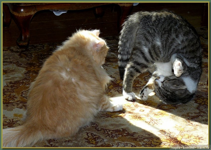 Бой был страшный — В мире животных: смешные фото питомцев и зверей