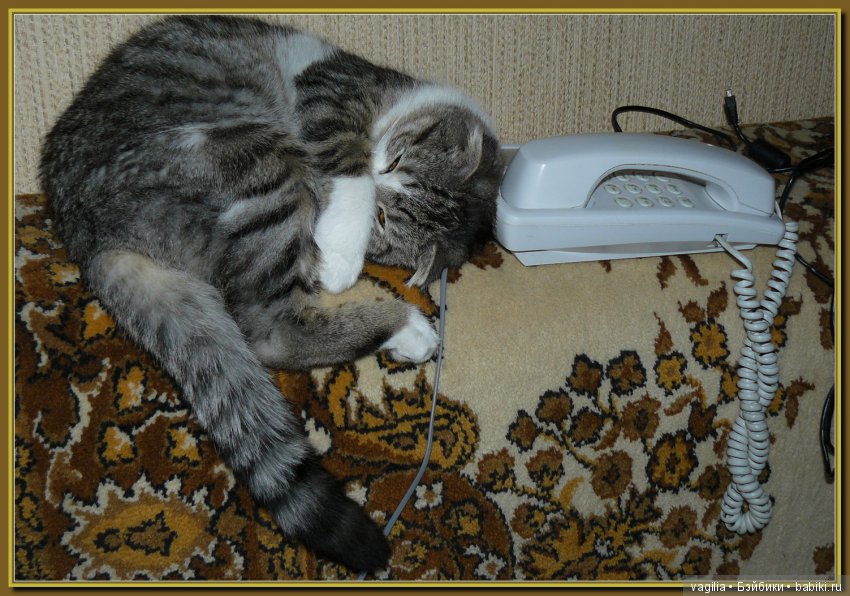 Бой был страшный — В мире животных: смешные фото питомцев и зверей