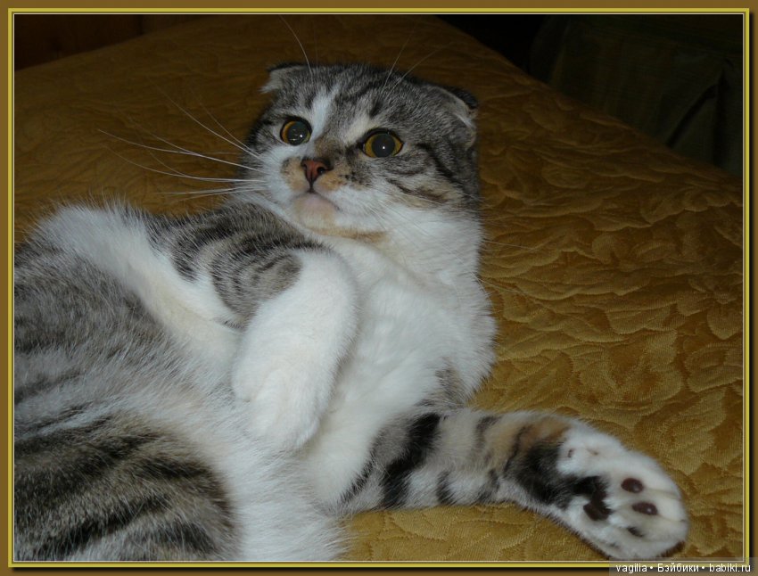 Бой был страшный — В мире животных: смешные фото питомцев и зверей