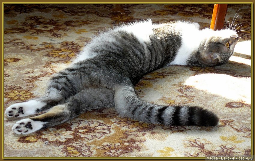 Бой был страшный — В мире животных: смешные фото питомцев и зверей