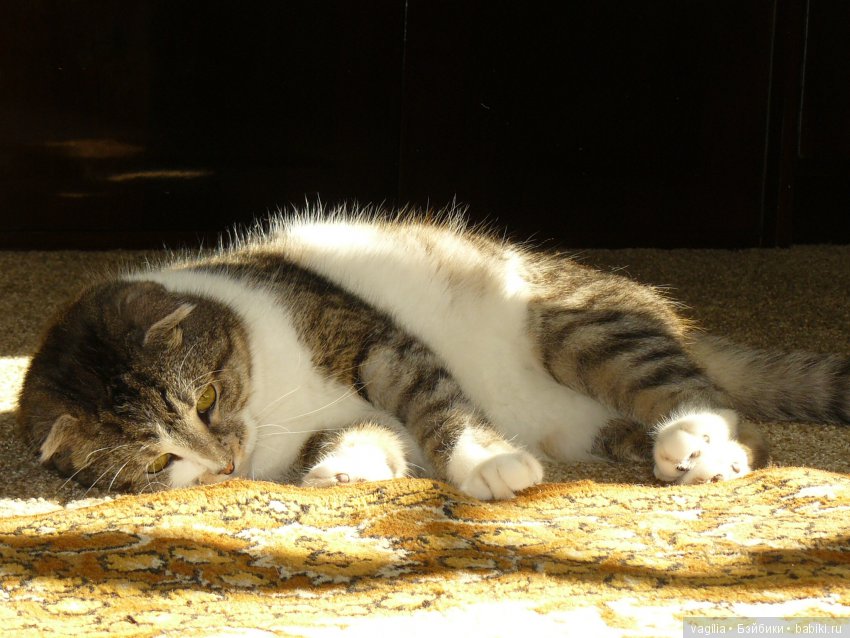 Бой был страшный — В мире животных: смешные фото питомцев и зверей