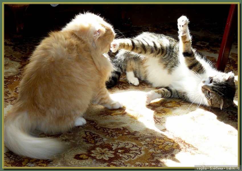 Бой был страшный — В мире животных: смешные фото питомцев и зверей