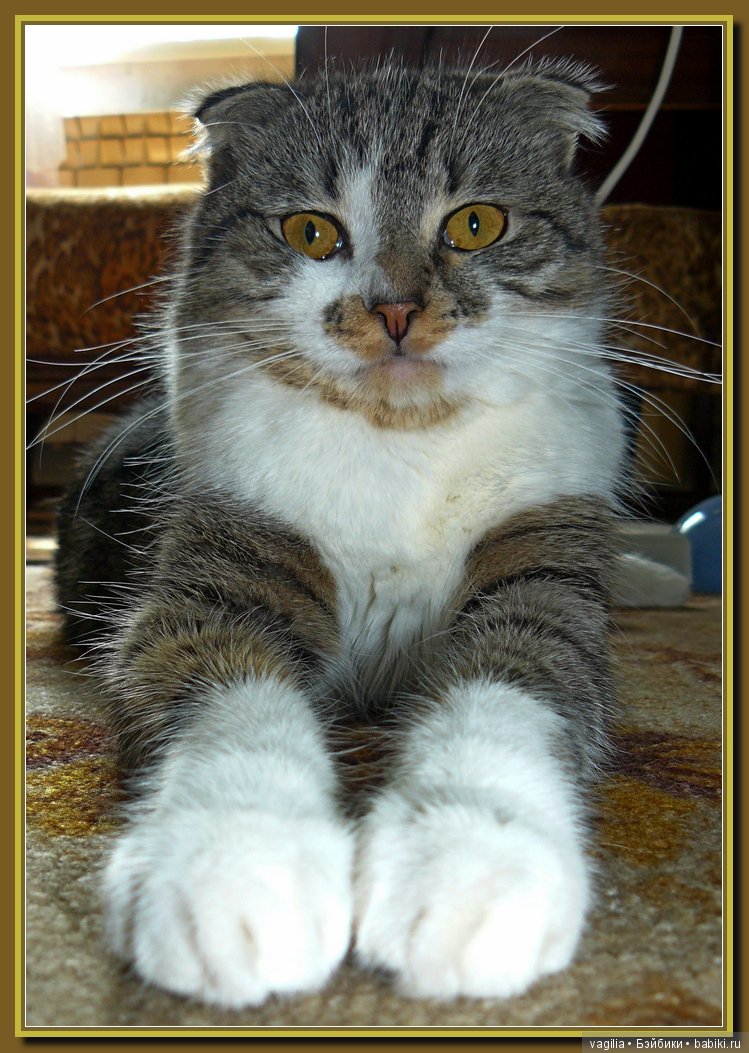 Бой был страшный — В мире животных: смешные фото питомцев и зверей