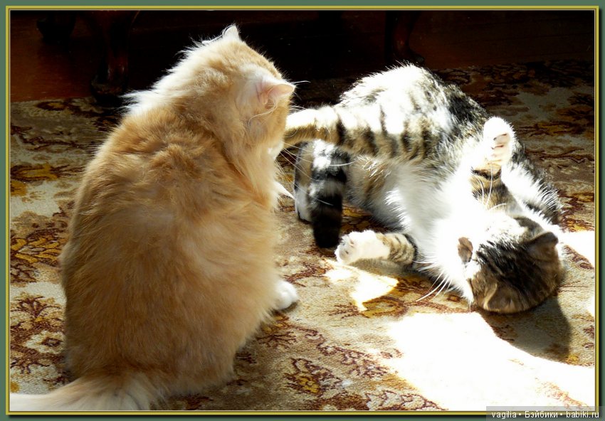 Бой был страшный — В мире животных: смешные фото питомцев и зверей