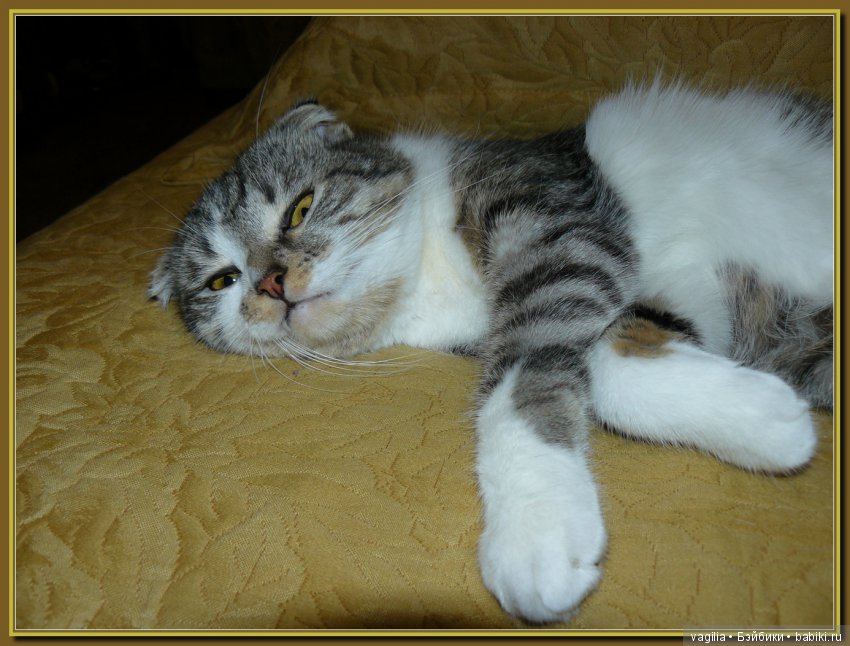 Бой был страшный — В мире животных: смешные фото питомцев и зверей