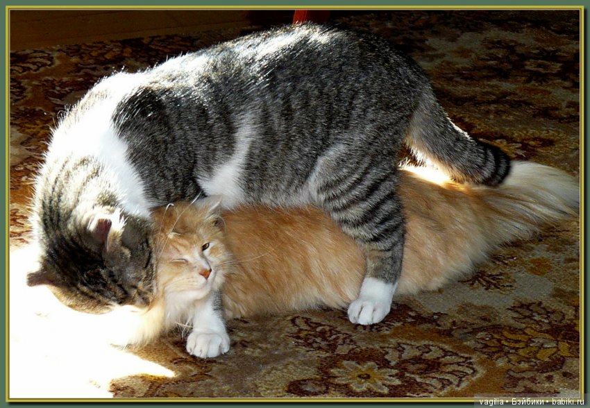 Бой был страшный — В мире животных: смешные фото питомцев и зверей (фото 5)