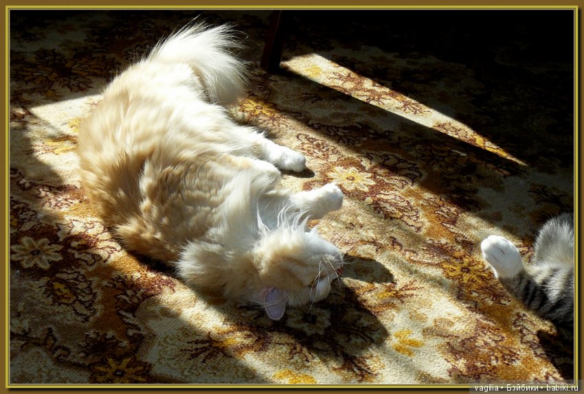 Бой был страшный — В мире животных: смешные фото питомцев и зверей