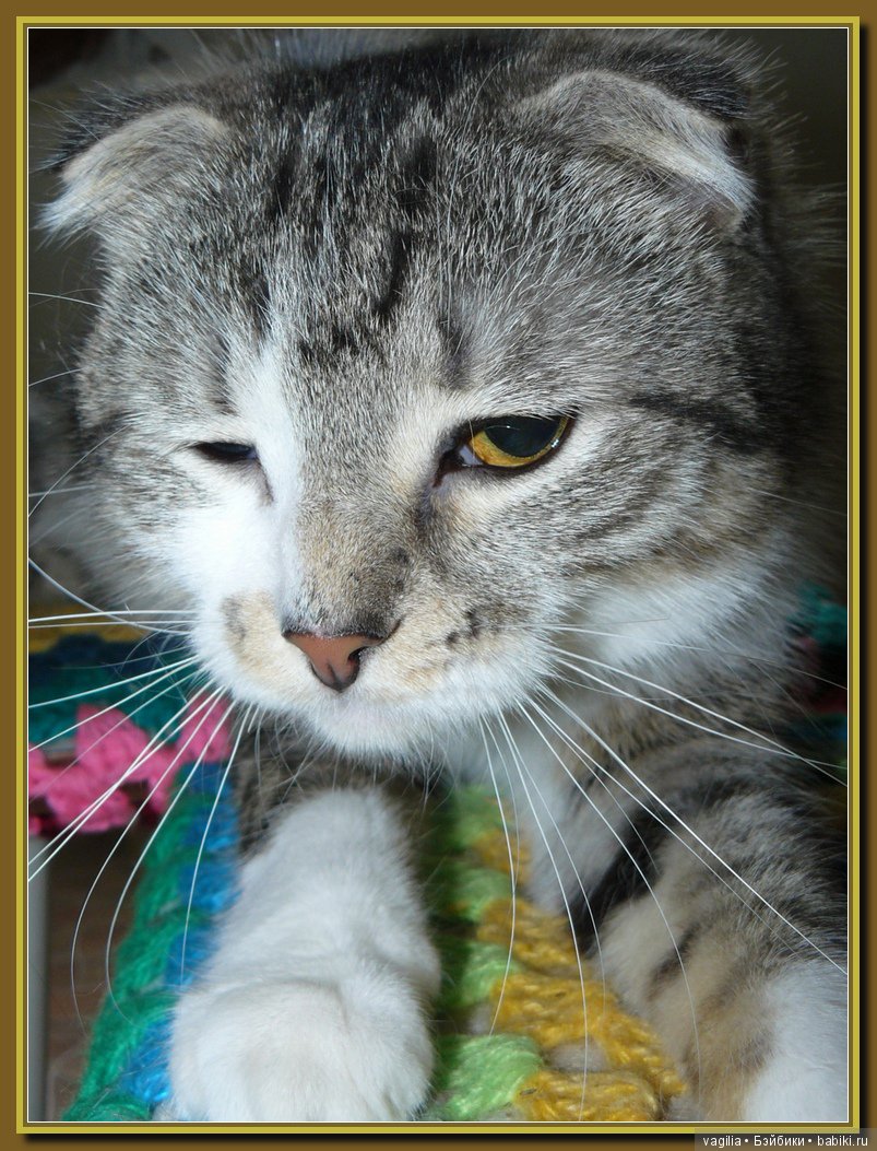 Бой был страшный — В мире животных: смешные фото питомцев и зверей