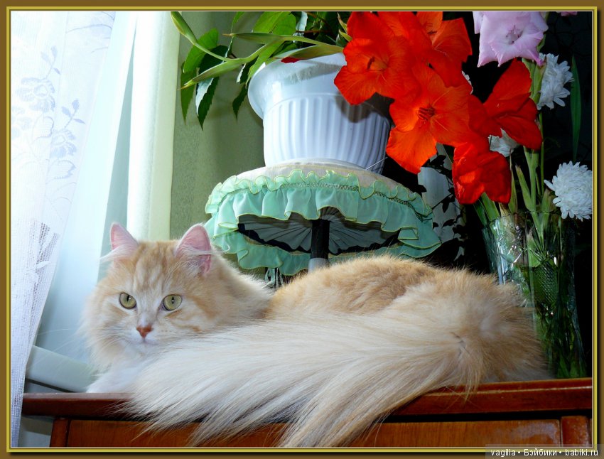 Бой был страшный — В мире животных: смешные фото питомцев и зверей