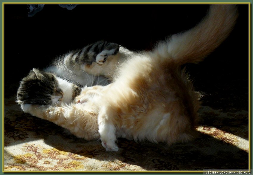 Бой был страшный — В мире животных: смешные фото питомцев и зверей (фото 7)