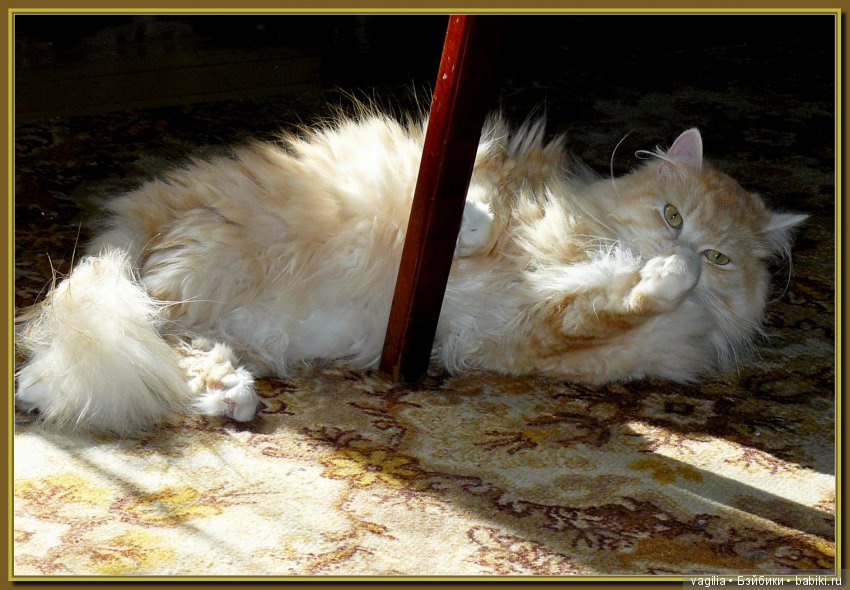 Бой был страшный — В мире животных: смешные фото питомцев и зверей