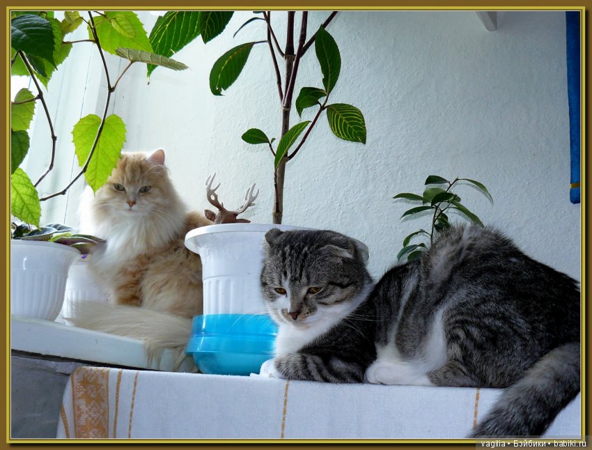 Бой был страшный — В мире животных: смешные фото питомцев и зверей