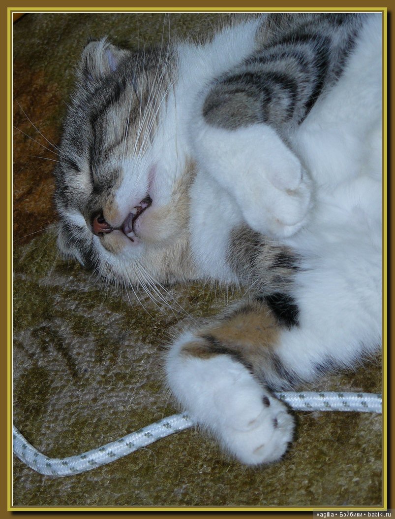 Бой был страшный — В мире животных: смешные фото питомцев и зверей