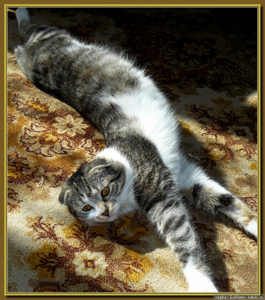 Бой был страшный — В мире животных: смешные фото питомцев и зверей