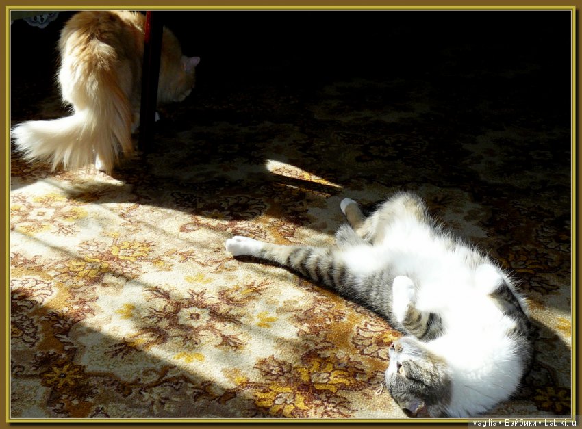 Бой был страшный — В мире животных: смешные фото питомцев и зверей