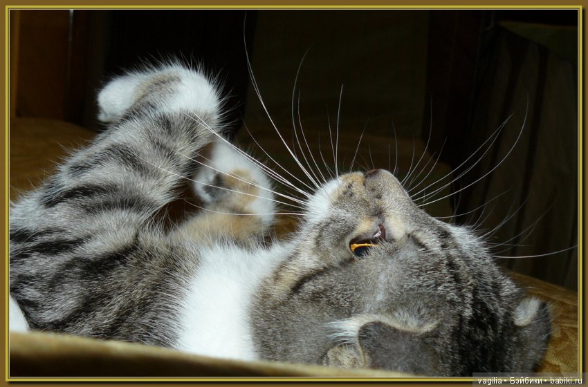 Бой был страшный — В мире животных: смешные фото питомцев и зверей