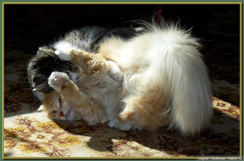 Бой был страшный — В мире животных: смешные фото питомцев и зверей (фото 6)