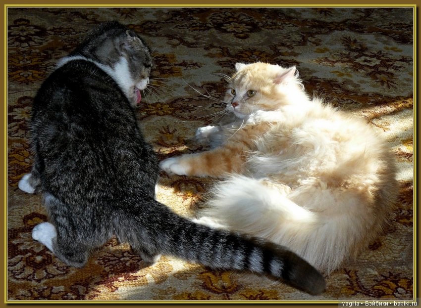 Бой был страшный — В мире животных: смешные фото питомцев и зверей