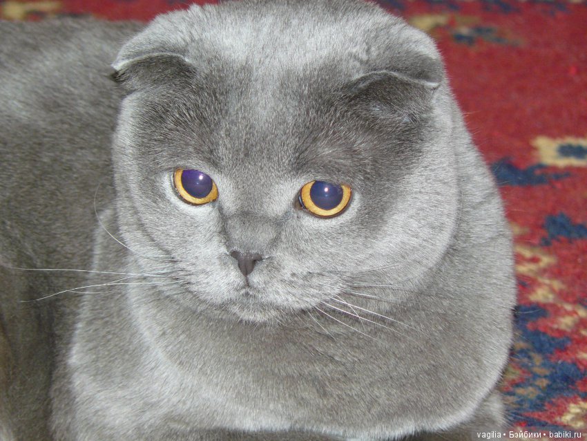 можно ли сводить британку и обычного кота? - ответ на форуме sunnyhair.ru ()