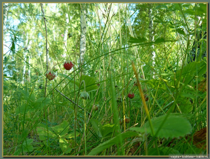 Рыбалка удалась на славу — Болталка и разговоры обо всем: жизнь (фото 5)
