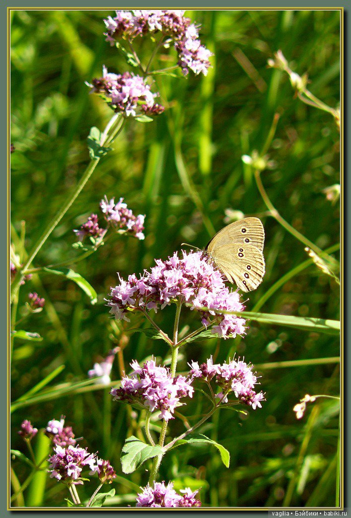 Рыбалка удалась на славу — Болталка и разговоры обо всем: жизнь (фото 4)