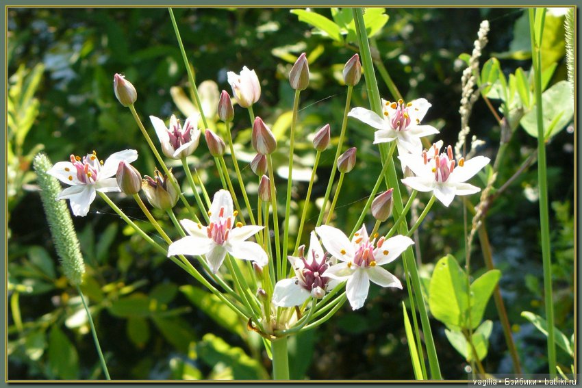 Рыбалка удалась на славу — Болталка и разговоры обо всем: жизнь (фото 8)