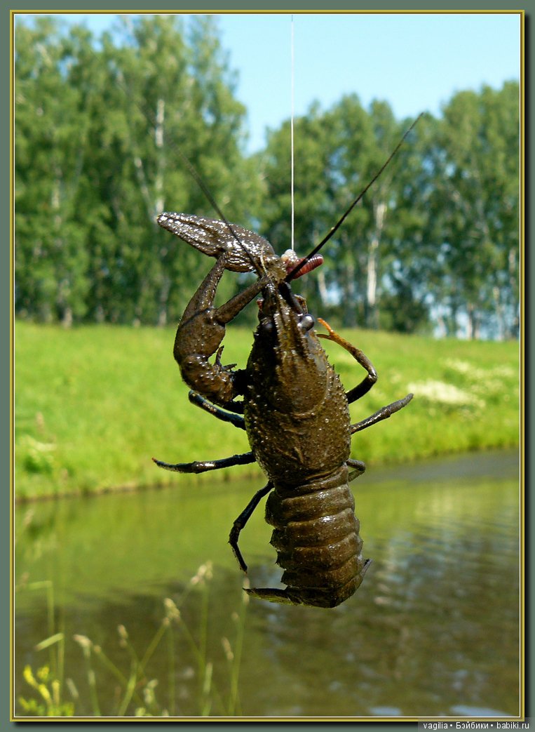 Рыбалка удалась на славу — Болталка и разговоры обо всем: жизнь