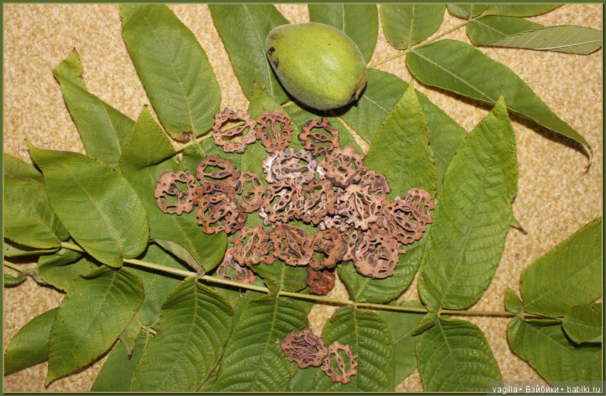 Удивительный дар красавицы Осени (фото 9)