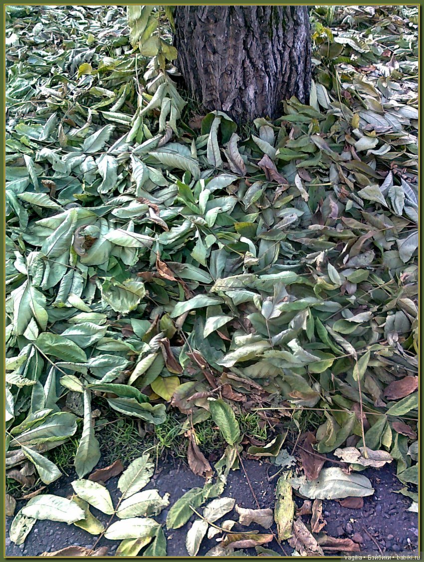 Удивительный дар красавицы Осени (фото 5)