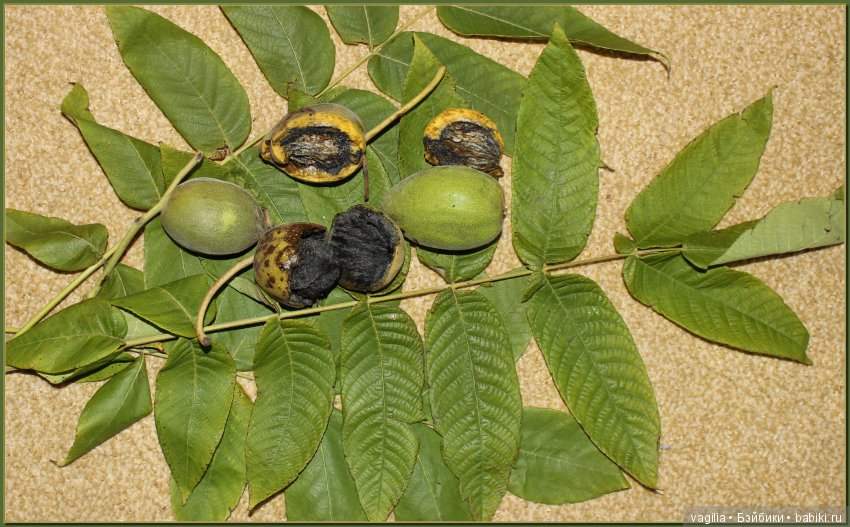 Удивительный дар красавицы Осени (фото 8)