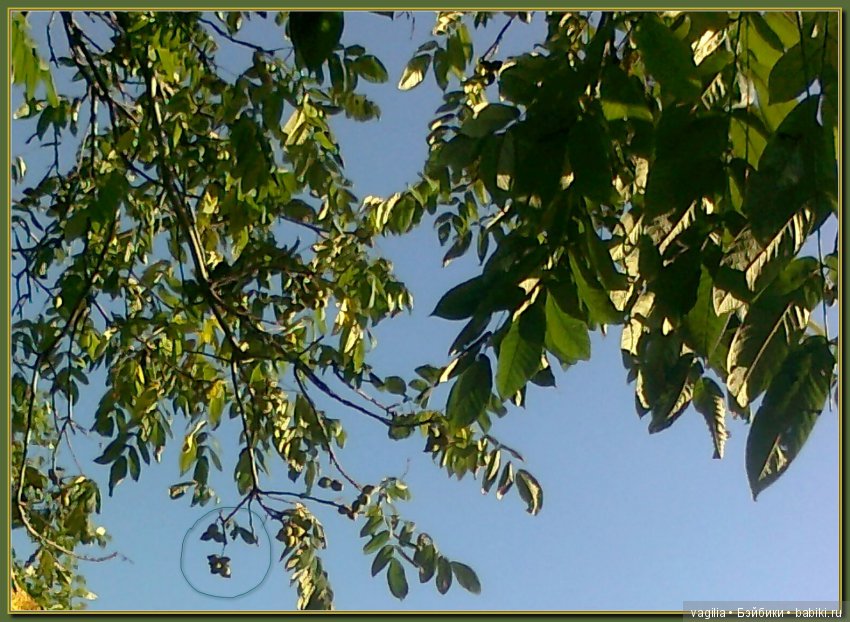 Удивительный дар красавицы Осени (фото 6)