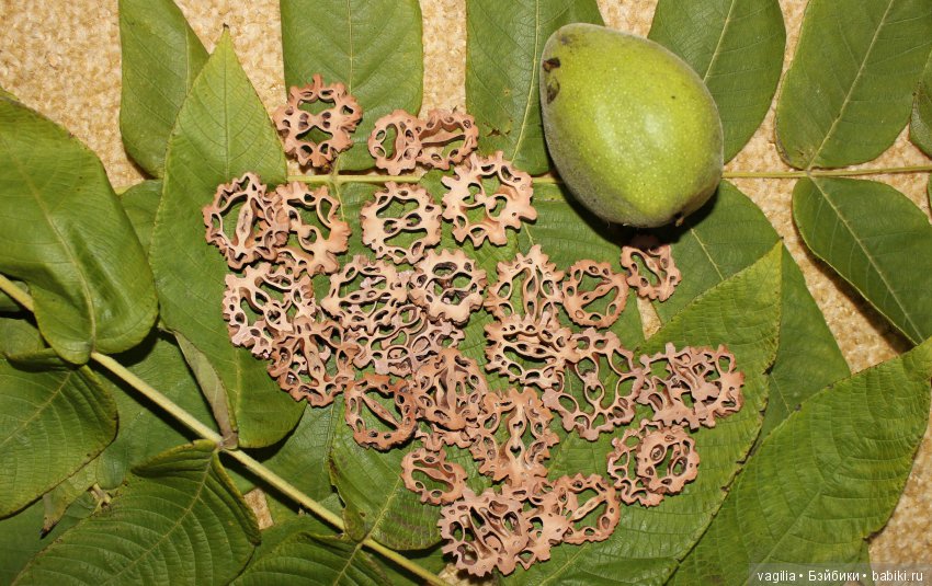 Удивительный дар красавицы Осени (фото 10)