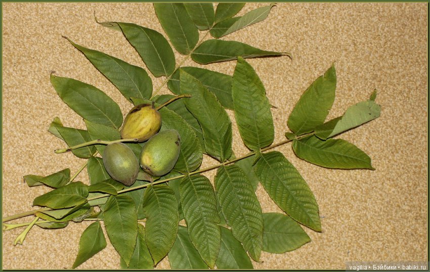 Удивительный дар красавицы Осени (фото 7)