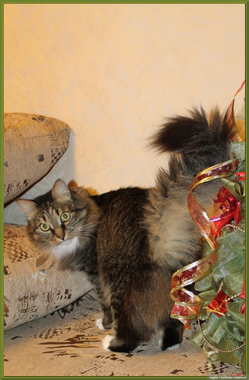 Майка и Тим Натаныч — Другие хобби и увлечения: сад