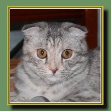 Как Тоська Новый год справляла.