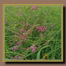 Вечерняя рыбалка