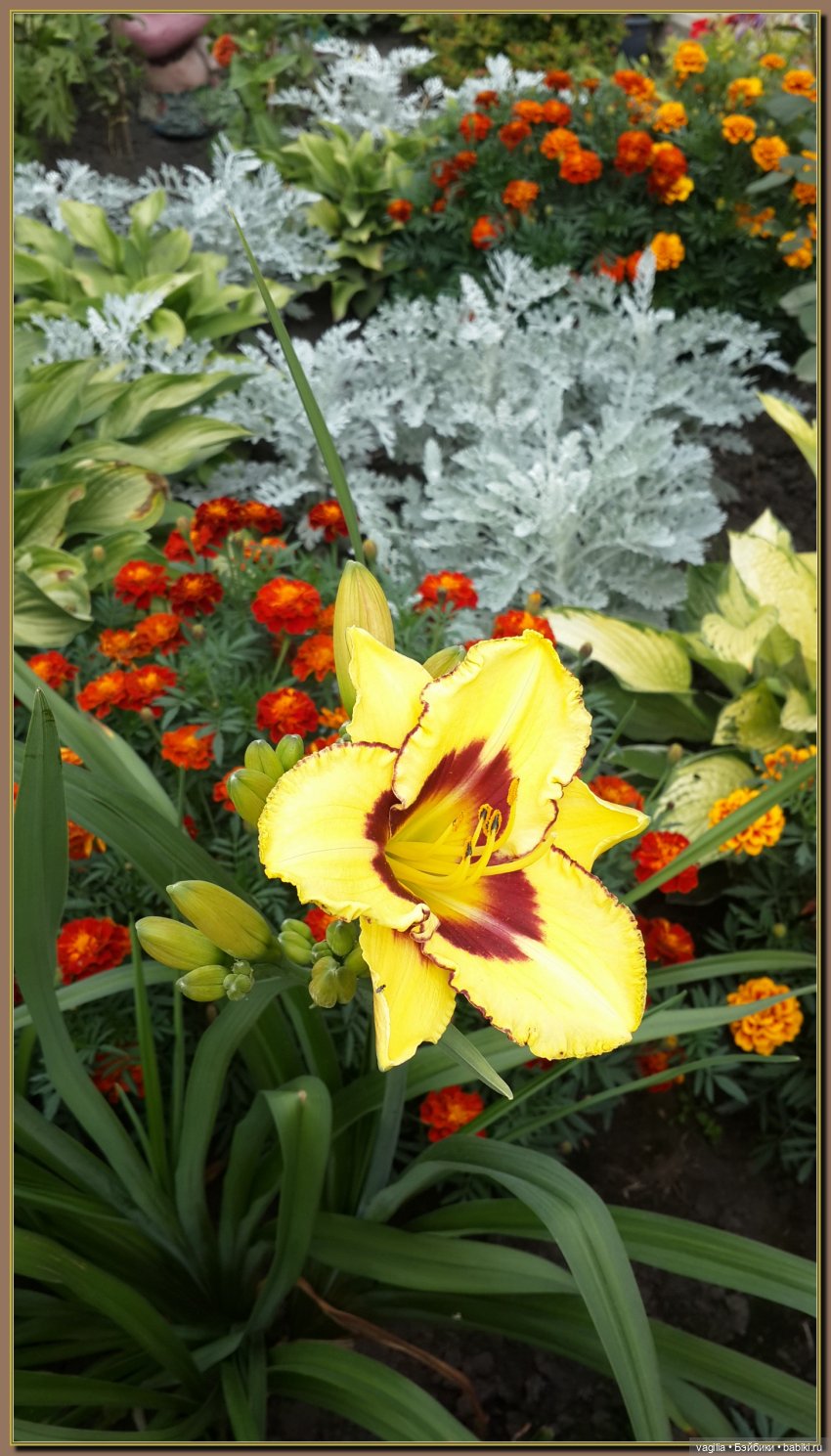 Ехали на дачу, попали в райский сад (фото 4)