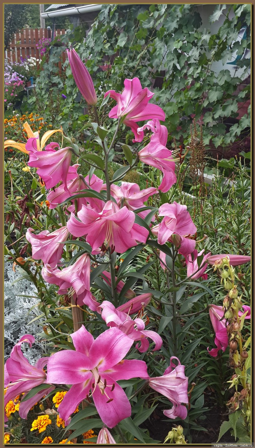 Ехали на дачу, попали в райский сад (фото 3)