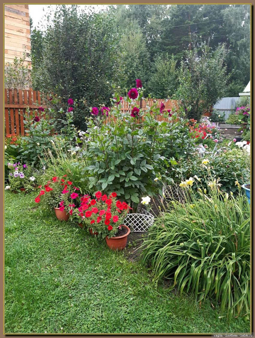 Ехали на дачу, попали в райский сад (фото 2)