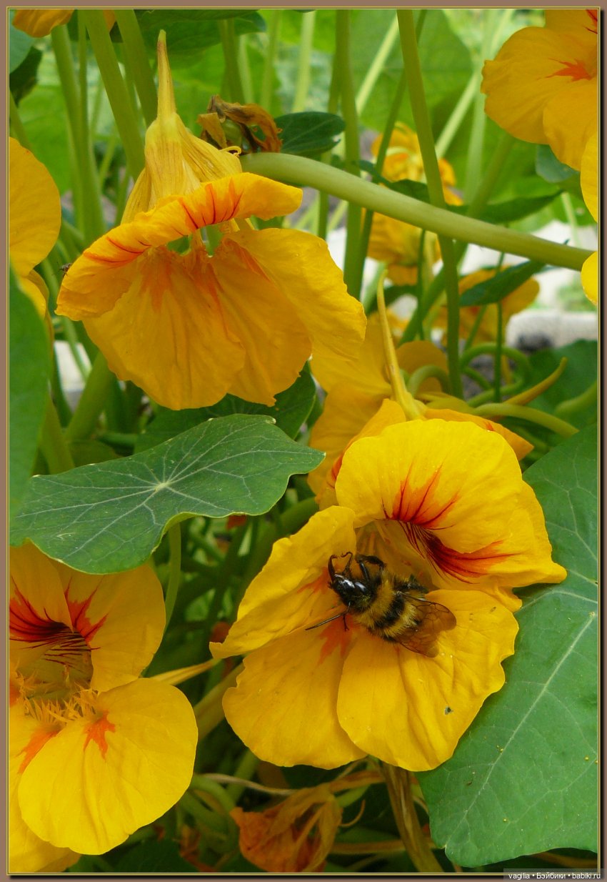 Ехали на дачу, попали в райский сад